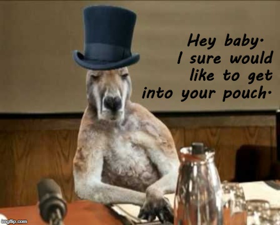 Kangaroo Come-On | Hey baby.  I sure would like to get into your pouch. | image tagged in kangaroo cool,kangaroo,funny animals,sexy animals | made w/ Imgflip meme maker