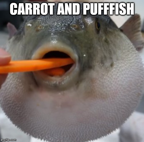 pufferfish eating carrot | CARROT AND PUFFFISH | image tagged in pufferfish eating carrot | made w/ Imgflip meme maker