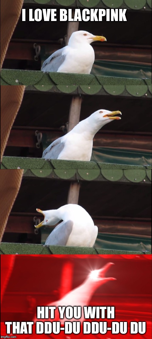 Inhaling Seagull | I LOVE BLACKPINK; HIT YOU WITH THAT DDU-DU DDU-DU DU | image tagged in memes,inhaling seagull | made w/ Imgflip meme maker