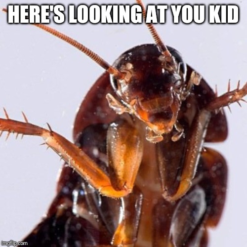 Roach | HERE'S LOOKING AT YOU KID | image tagged in roach | made w/ Imgflip meme maker