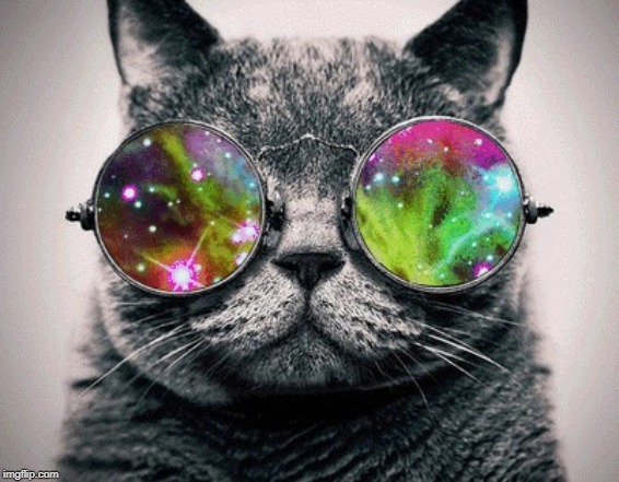 Cool Cat | image tagged in cool cat | made w/ Imgflip meme maker