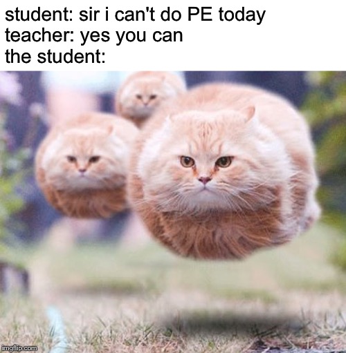 Flying cats | student: sir i can't do PE today
teacher: yes you can
the student: | image tagged in flying cats | made w/ Imgflip meme maker