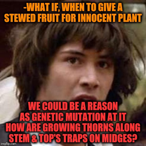 -Thing with chance to be allowed practice. | -WHAT IF, WHEN TO GIVE A STEWED FRUIT FOR INNOCENT PLANT; WE COULD BE A REASON AS GENETIC MUTATION AT IT HOW ARE GROWING THORNS ALONG STEM & TOP'S TRAPS ON MIDGES? | image tagged in memes,conspiracy keanu,fly,plant,growing up,blue water | made w/ Imgflip meme maker