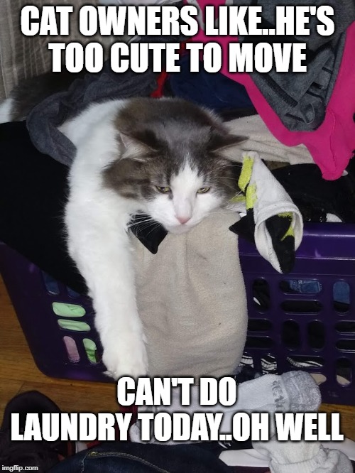 Precious Kitty | CAT OWNERS LIKE..HE'S TOO CUTE TO MOVE; CAN'T DO LAUNDRY TODAY..OH WELL | image tagged in precious kitty | made w/ Imgflip meme maker