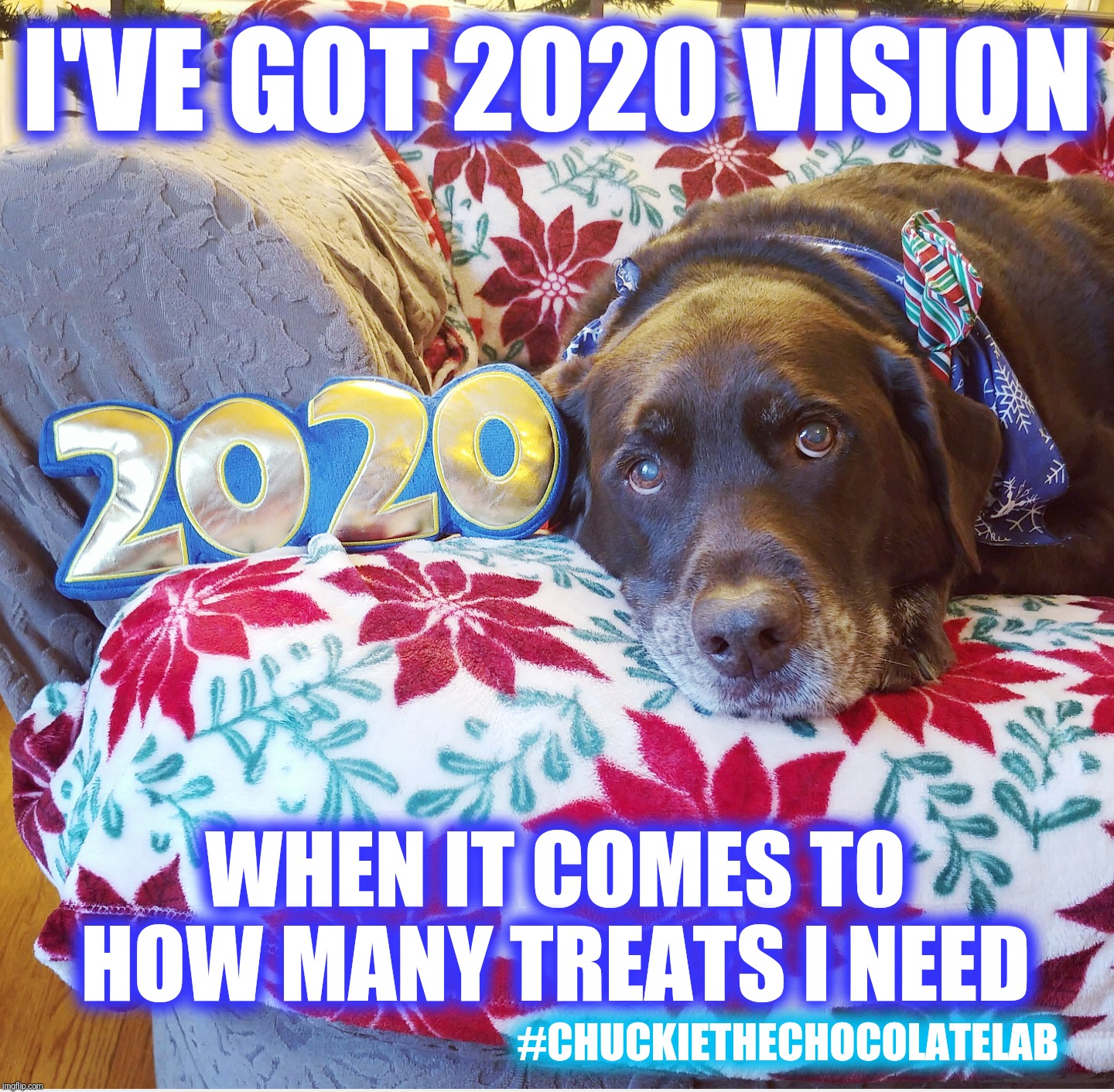 2020 vision | I'VE GOT 2020 VISION; WHEN IT COMES TO HOW MANY TREATS I NEED; #CHUCKIETHECHOCOLATELAB | image tagged in chuckie the chocolate lab,2020,new years,dogs,2020 vision,funny | made w/ Imgflip meme maker