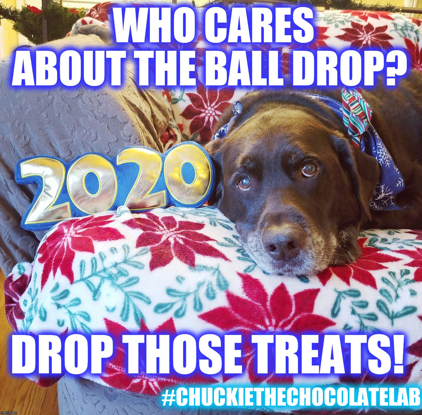 Doggie New Year's | WHO CARES ABOUT THE BALL DROP? DROP THOSE TREATS! #CHUCKIETHECHOCOLATELAB | image tagged in chuckie the chocolate lab,dogs,new years eve,new year,funny,memes | made w/ Imgflip meme maker