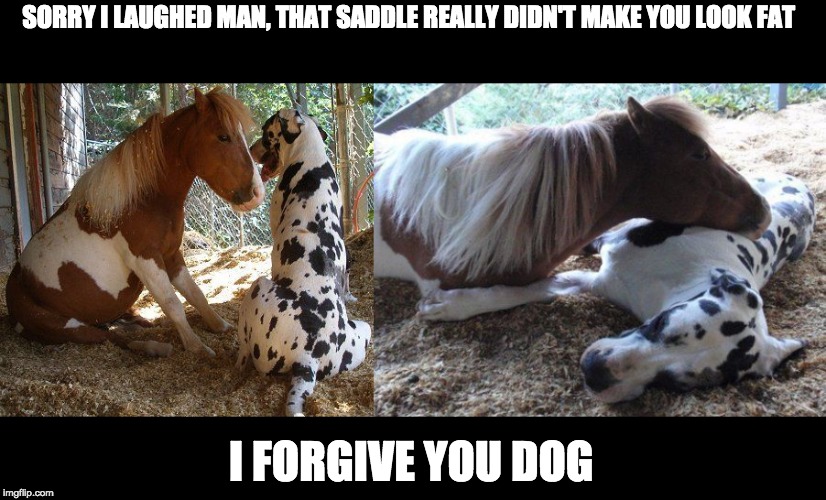 Sorry Man ~ | SORRY I LAUGHED MAN, THAT SADDLE REALLY DIDN'T MAKE YOU LOOK FAT; I FORGIVE YOU DOG | image tagged in pony,great dane | made w/ Imgflip meme maker
