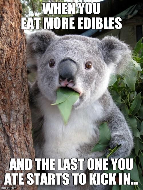 Surprised Koala | WHEN YOU EAT MORE EDIBLES; AND THE LAST ONE YOU ATE STARTS TO KICK IN... | image tagged in memes,surprised koala | made w/ Imgflip meme maker