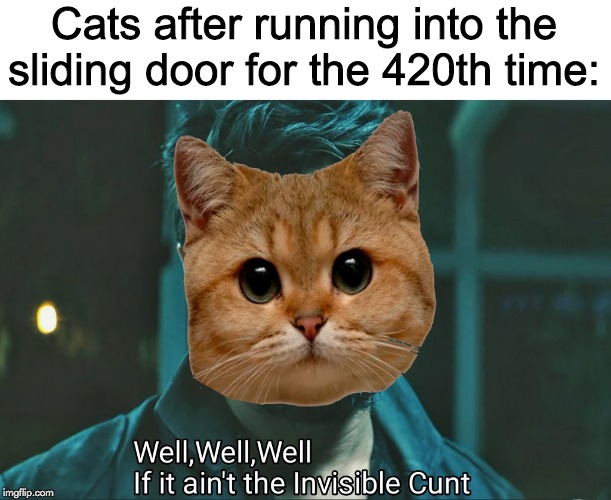 Well well well if it ain't the invisible cunt | Cats after running into the sliding door for the 420th time: | image tagged in well well well if it ain't the invisible cunt | made w/ Imgflip meme maker