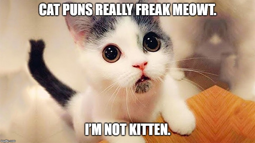 freak meowt | CAT PUNS REALLY FREAK MEOWT. I’M NOT KITTEN. | image tagged in cute kitteh,cat puns | made w/ Imgflip meme maker
