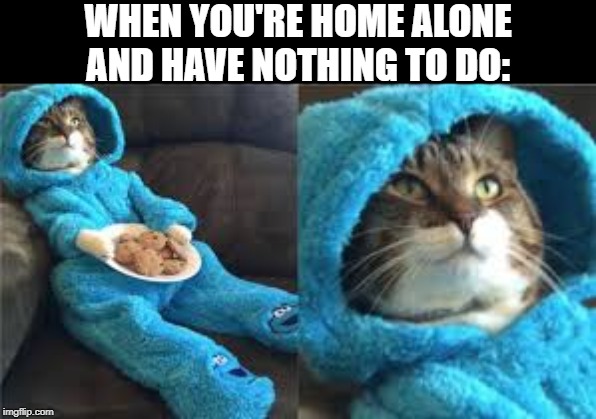 Cookie Cat | WHEN YOU'RE HOME ALONE AND HAVE NOTHING TO DO: | image tagged in home alone,cookie,cat,cats,cookies,cookie monster | made w/ Imgflip meme maker
