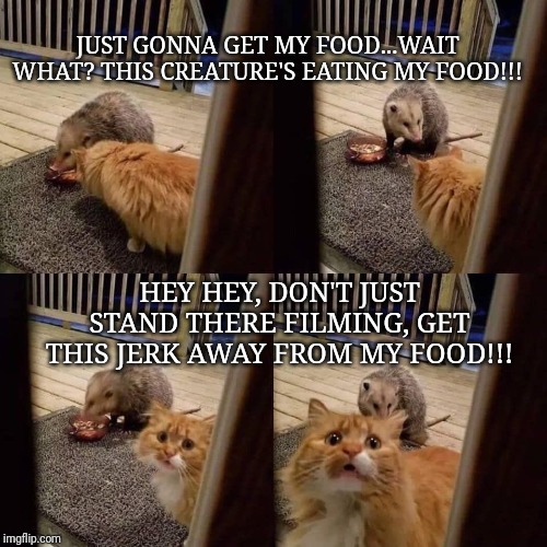 possum's food now | JUST GONNA GET MY FOOD...WAIT WHAT? THIS CREATURE'S EATING MY FOOD!!! HEY HEY, DON'T JUST STAND THERE FILMING, GET THIS JERK AWAY FROM MY FOOD!!! | image tagged in funny memes | made w/ Imgflip meme maker