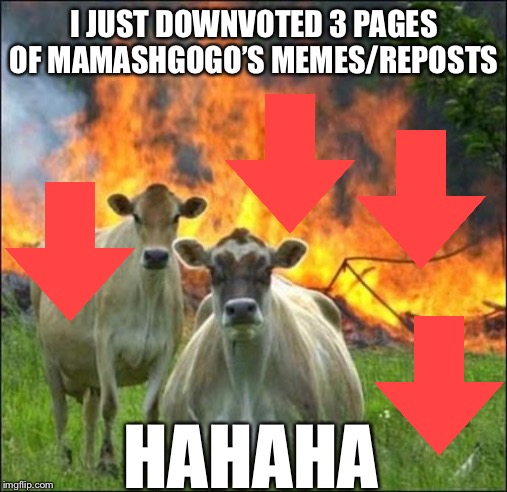Evil Cows Meme | I JUST DOWNVOTED 3 PAGES OF MAMASHGOGO’S MEMES/REPOSTS HAHAHA | image tagged in memes,evil cows | made w/ Imgflip meme maker
