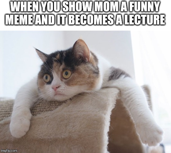 Surprised Cat | WHEN YOU SHOW MOM A FUNNY MEME AND IT BECOMES A LECTURE | image tagged in surprised cat | made w/ Imgflip meme maker