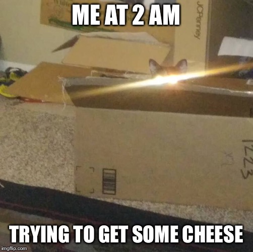 Awoken floof | ME AT 2 AM; TRYING TO GET SOME CHEESE | image tagged in awoken floof | made w/ Imgflip meme maker