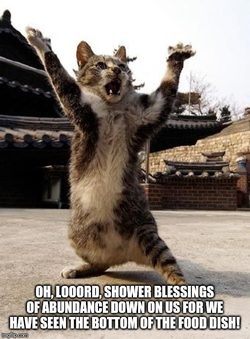 kung fu kitten | OH, LOOORD, SHOWER BLESSINGS OF ABUNDANCE DOWN ON US FOR WE HAVE SEEN THE BOTTOM OF THE FOOD DISH! | image tagged in kung fu kitten | made w/ Imgflip meme maker