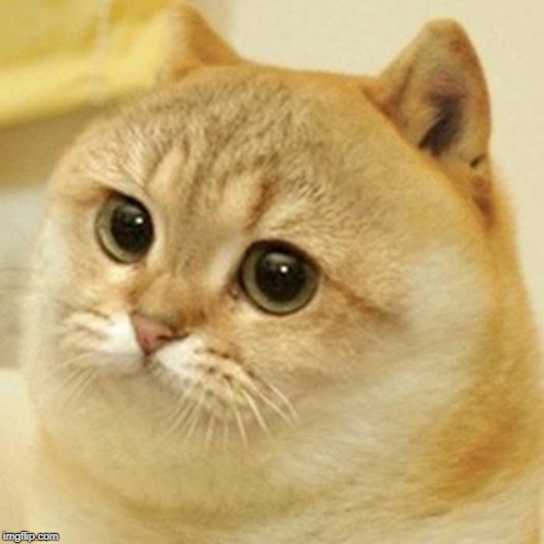 Cat Doge | image tagged in cat doge | made w/ Imgflip meme maker