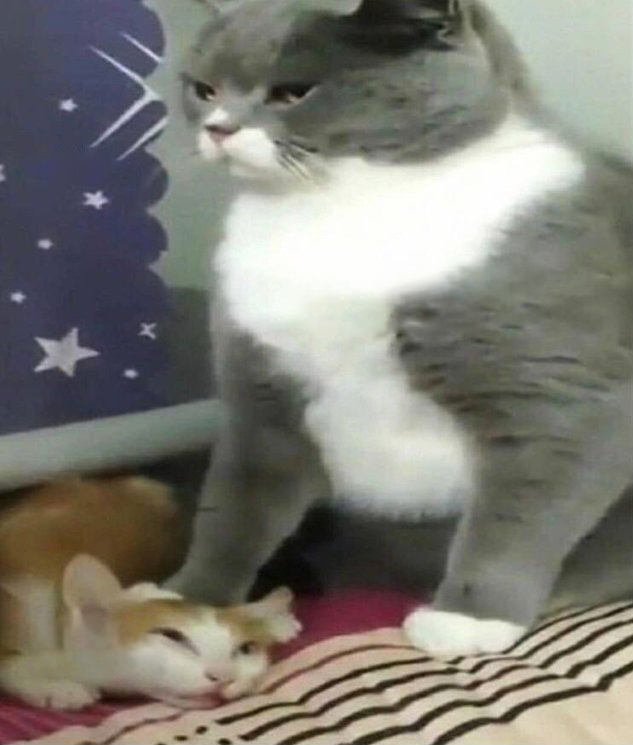 Big Cat Bullying Little Cat Blank Meme Template