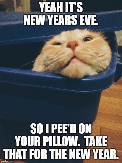 Cat peering out of a tote | YEAH IT'S NEW YEARS EVE. SO I PEE'D ON YOUR PILLOW.  TAKE THAT FOR THE NEW YEAR. | image tagged in cat peering out of a tote | made w/ Imgflip meme maker