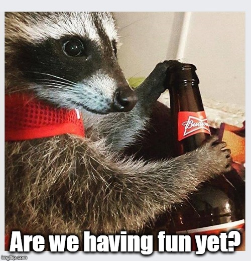 Happy Trump 2020! | Are we having fun yet? | image tagged in raccoon,fun,trump 2020,happy new year | made w/ Imgflip meme maker