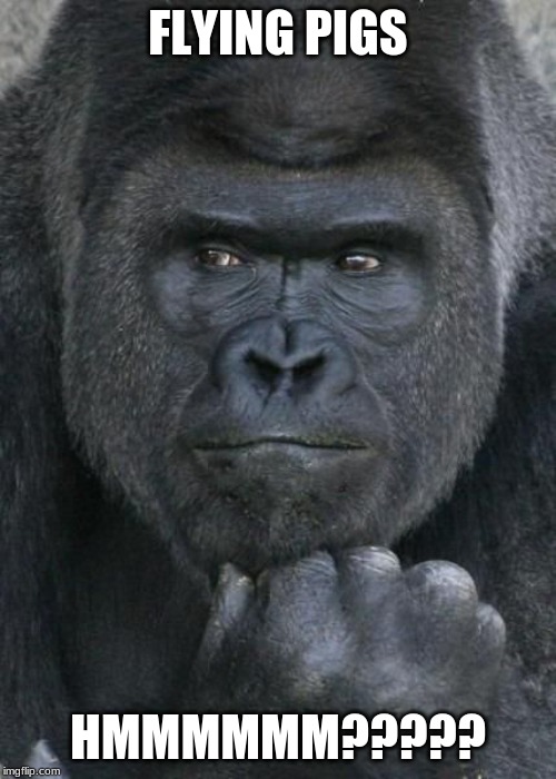 Handsome Gorilla | FLYING PIGS; HMMMMMM????? | image tagged in handsome gorilla | made w/ Imgflip meme maker