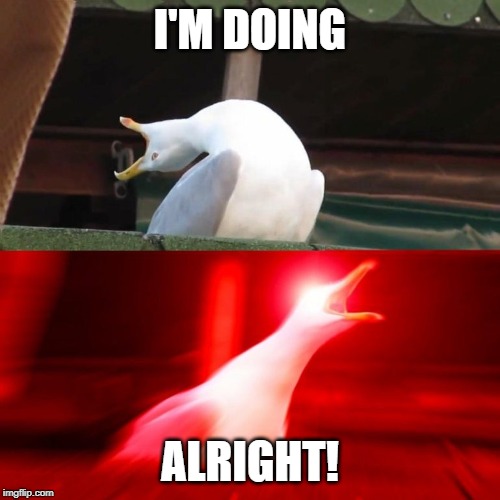 BOY seagull | I'M DOING ALRIGHT! | image tagged in boy seagull | made w/ Imgflip meme maker