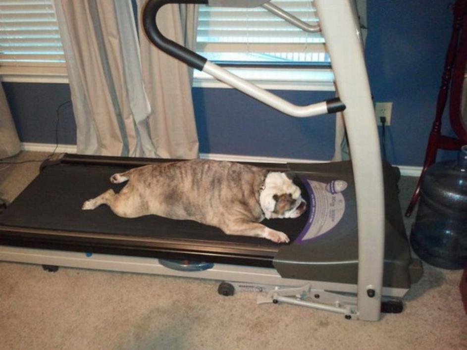 Treadmill Dog Blank Meme Template