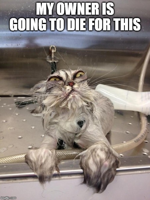 Angry Wet Cat | MY OWNER IS GOING TO DIE FOR THIS | image tagged in angry wet cat | made w/ Imgflip meme maker