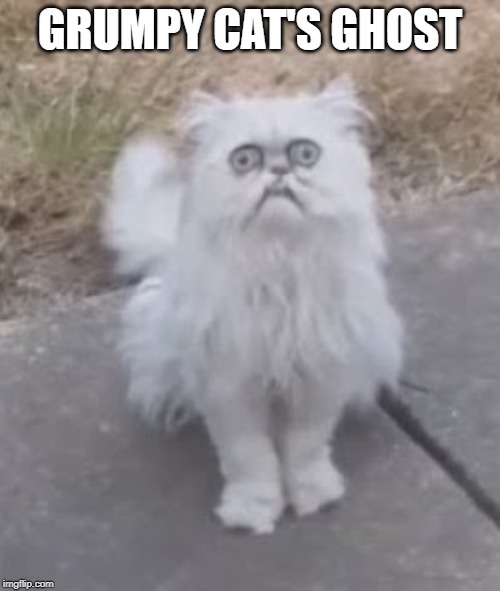Grumpy Cat's Ghost Back With Some Advice For the Living | GRUMPY CAT'S GHOST | image tagged in grumpy cat's ghost back with some advice for the living | made w/ Imgflip meme maker