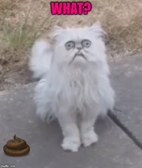 Grumpy Cat's Ghost Back With Some Advice For the Living | WHAT? | image tagged in grumpy cat's ghost back with some advice for the living | made w/ Imgflip meme maker