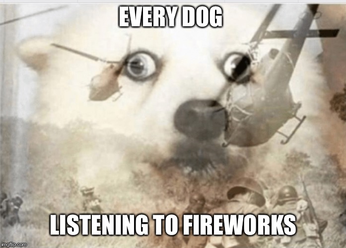 PTSD dog | EVERY DOG; LISTENING TO FIREWORKS | image tagged in ptsd dog | made w/ Imgflip meme maker