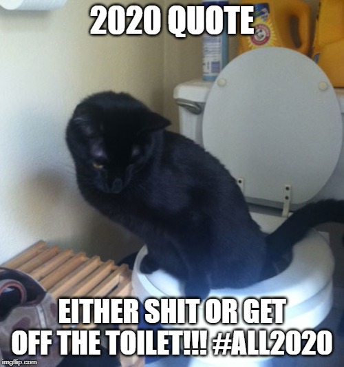 cat toliet | 2020 QUOTE; EITHER SHIT OR GET OFF THE TOILET!!! #ALL2020 | image tagged in cat toliet | made w/ Imgflip meme maker