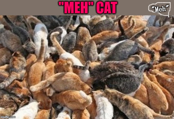 Meh Cat | "MEH" CAT; "Meh" | image tagged in meh cat | made w/ Imgflip meme maker