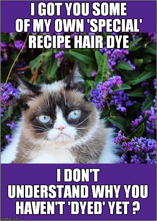 Grumpys Hair Dye Wish | I GOT YOU SOME OF MY OWN 'SPECIAL' RECIPE HAIR DYE; I DON'T UNDERSTAND WHY YOU HAVEN'T 'DYED' YET ? | image tagged in fun,grumpy cat,hair dye | made w/ Imgflip meme maker