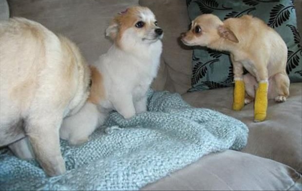 Dog Stares at dog Blank Meme Template
