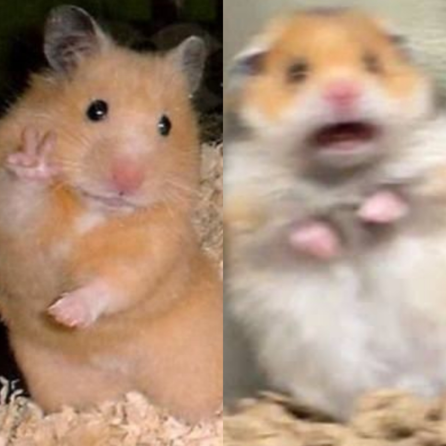 Hamster Blank Meme Template