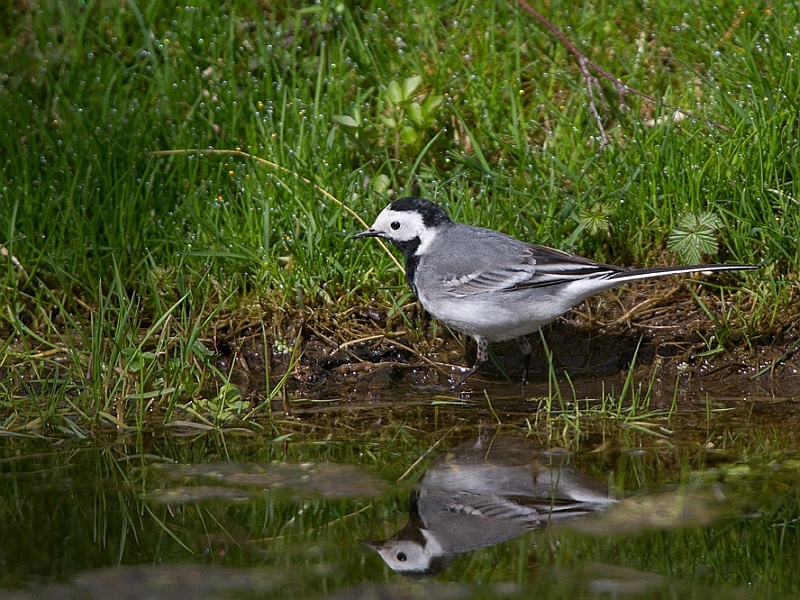 pied wagtail mirror Blank Meme Template