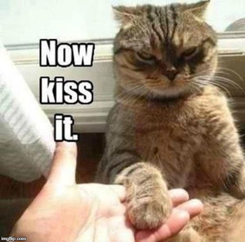 pushy cat | image tagged in pushy cat,cat humor,gotta love cats | made w/ Imgflip meme maker