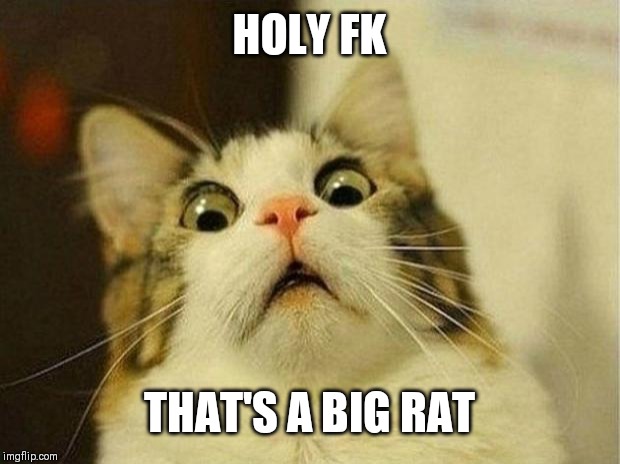 Scared Cat | HOLY FK; THAT'S A BIG RAT | image tagged in memes,scared cat | made w/ Imgflip meme maker