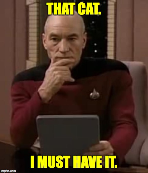 picard thinking | THAT CAT. I MUST HAVE IT. | image tagged in picard thinking | made w/ Imgflip meme maker