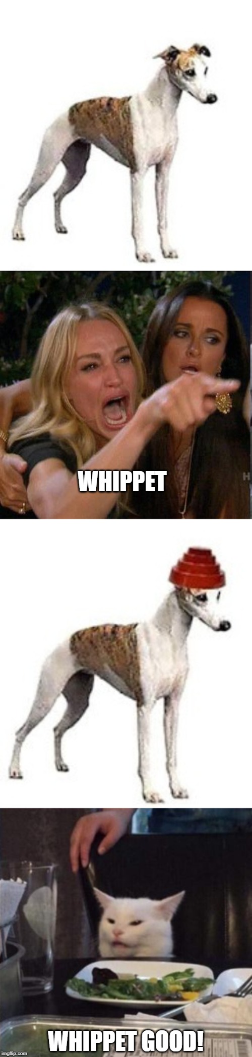 WHIPPET; WHIPPET GOOD! | image tagged in memes,woman yelling at cat | made w/ Imgflip meme maker