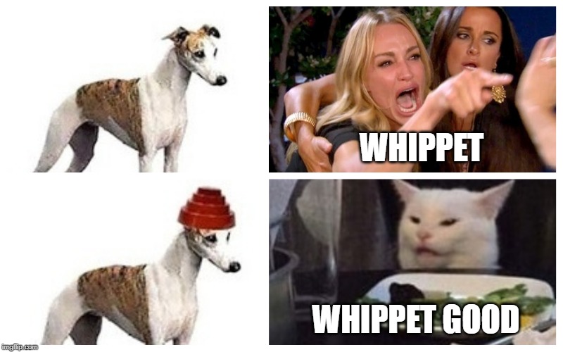 Smudge takes on Devo! | WHIPPET; WHIPPET GOOD | image tagged in smudge the cat,devo,four panel taylor armstrong pauly d callmecarson cat | made w/ Imgflip meme maker