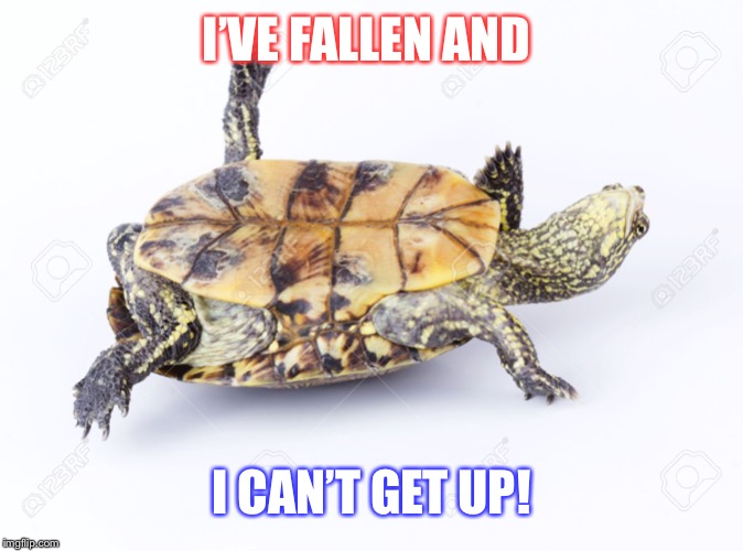 Turtle meme | I’VE FALLEN AND; I CAN’T GET UP! | image tagged in turtle meme | made w/ Imgflip meme maker