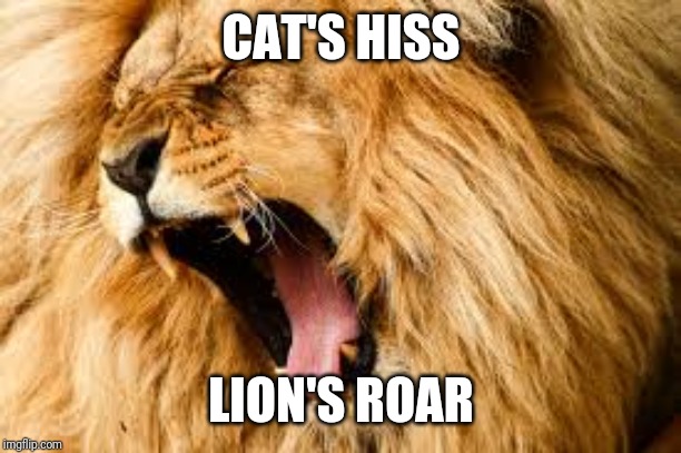 Lion roaring | CAT'S HISS LION'S ROAR | image tagged in lion roaring | made w/ Imgflip meme maker