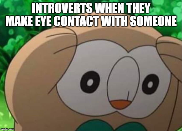 It's so awkward and you want to 
start a new life | INTROVERTS WHEN THEY MAKE EYE CONTACT WITH SOMEONE | image tagged in distressed rowlet,introvert | made w/ Imgflip meme maker