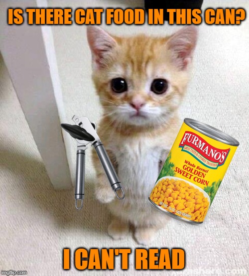 Open please | IS THERE CAT FOOD IN THIS CAN? I CAN'T READ | image tagged in memes,cute cat,cat,cat food,cat memes | made w/ Imgflip meme maker