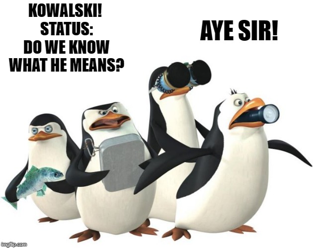 penquines | KOWALSKI! 
STATUS:
DO WE KNOW WHAT HE MEANS? AYE SIR! | image tagged in penquines | made w/ Imgflip meme maker