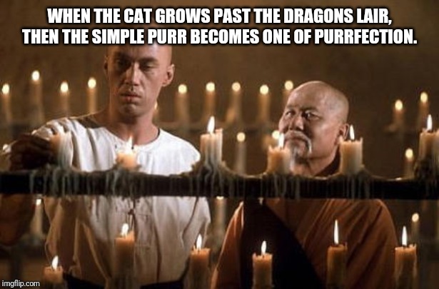 kung fu grasshopper | WHEN THE CAT GROWS PAST THE DRAGONS LAIR, THEN THE SIMPLE PURR BECOMES ONE OF PURRFECTION. | image tagged in kung fu grasshopper | made w/ Imgflip meme maker