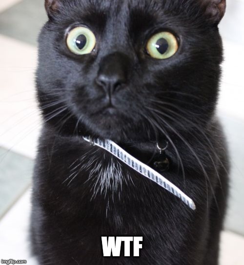 Woah Kitty |  WTF | image tagged in memes,woah kitty | made w/ Imgflip meme maker