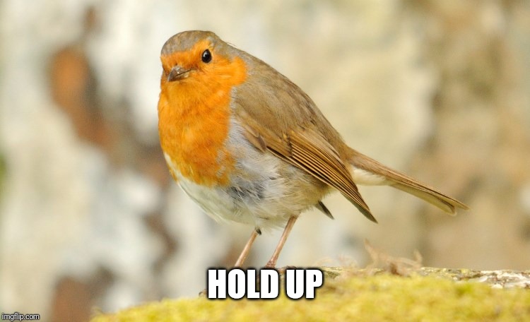 U wot m8 Robin | HOLD UP | image tagged in u wot m8 robin | made w/ Imgflip meme maker